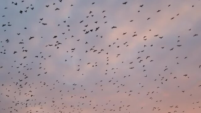 Large flock of birds flying in sunset sky