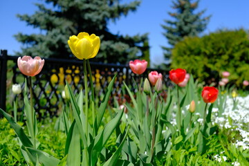 tulips in spring