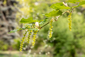 Twigs of maple tree with young green leaves and buds with yellow flowers in spring in a park