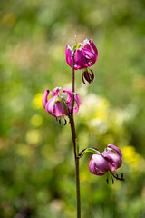 Macrophotographie de fleur sauvage - Lis martagon - Lilium martagon