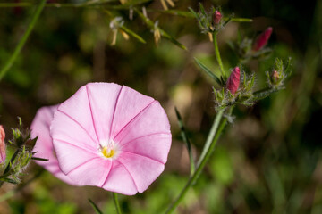 Macrophotographie de fleur sauvage - Liseron des monts cantabres - Convolvulus cantabrica