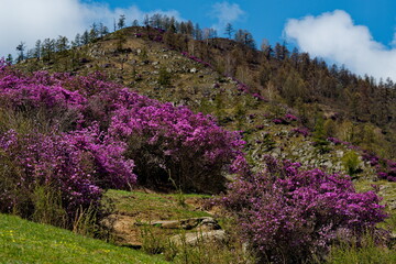 Fototapeta premium Russia. The South Of Western Siberia, spring flowers of the Altai mountains. Rhododendron. Its flowering period is the main event of spring in the Altai mountains, which attracts many tourists.