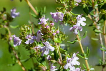 Macrophotographie de fleur sauvage - Thym commun - Thymus vulgaris