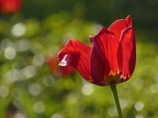 Fototapeta premium Close up of withering red tulip, Gdansk, Poland