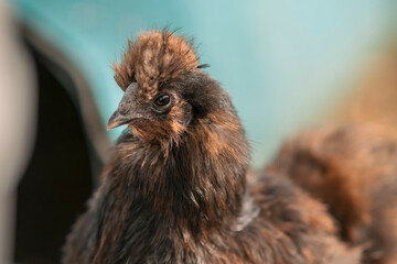 Fototapeta premium chicken in the farm