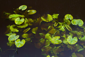 Leaves of Yellow water-lily in spring, some are floating on the surface of the pond, some are emerging in the dark water
