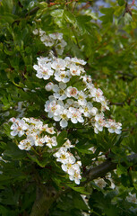Beautiful white blossoms of Single-seeded Hawthorn in spring