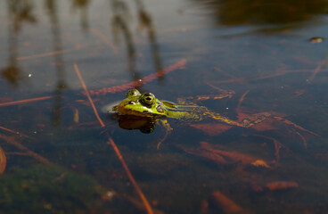 Green frog, a Marsh frog or Pool frog, swimming in a pond