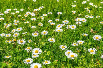 Tiny daisy flowers growing in a field on sunny spring day