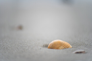Seashell