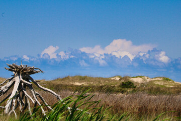 Cloudy Blu Sky, Dead Tree
