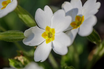fleur blanche au macro
