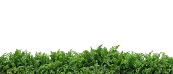 Foto auf Glas Tropischer Laubpflanzenbuschnaturrahmenplan von Fischschwanzfarn oder gegabeltem Riesenschwertfarn (Nephrolepis spp.) der Schattengarten, der Strauchpflanze auf weißem Hintergrund mit Beschneidungspfad landschaftlich gestaltet. © Chansom Pantip