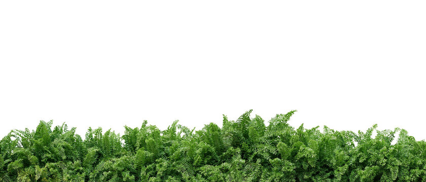 Tropical foliage plant bush nature frame layout of Fishtail fern or forked giant sword fern (Nephrolepis spp.) the shade garden landscaping shrub plant on white background with clipping path.
