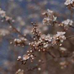 White flowers on the branches of a tree. Spring blossom background. White spring flowering. Selective focus.