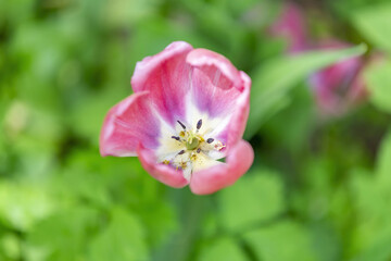 The first spring tulip blooms in the city botanical garden