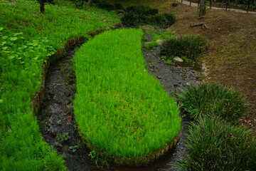 Traditional Japanese garden surrounded by fresh green trees - 日本庭園の小川	