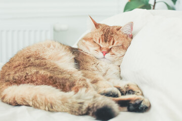 British cat sleeps on a pillow