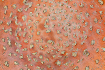 red fly agaric texture