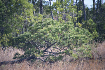 Fototapeta premium North Carolina