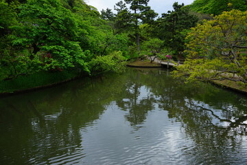 Fototapeta premium Pond and pine tree at Japanese garden - 日本庭園 池 松の木 