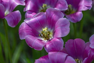Fototapeta premium The first spring tulip blooms in the city botanical garden
