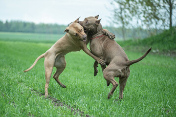 Two angry fearsome Pit Bull Terriers are fighting on a field of grass.