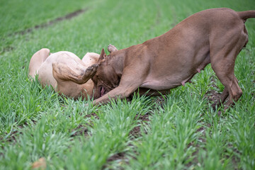 Two angry fearsome Pit Bull Terriers are fighting on a field of grass.