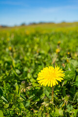 Vertical shot of a yellow common sowthistle flower surrounded by green leaves during daylight © Artur Badziura/Wirestock