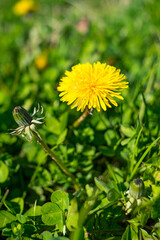 Vertical shot of a yellow common sowthistle flowers surrounded by green leaves during daylight © Artur Badziura/Wirestock