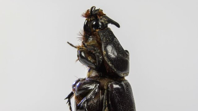 Rhinoceros beetle, Rhino beetle, Fighting beetle. . Insect close-up rotation.