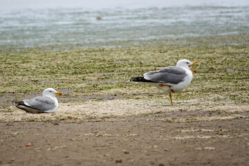 seagull on the beach
