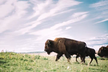 Fototapeten Plains Bison Alberta Kanada © westrosemedia