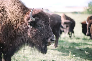 Rolgordijnen Plains bison Alberta Canada  © westrosemedia