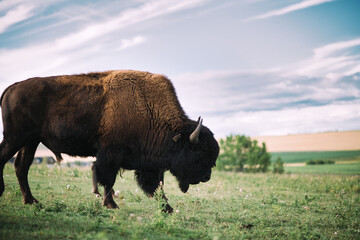 Plains bison Alberta Canada  © westrosemedia