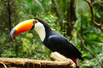 toucan in the park