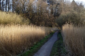 Forest path between thickets of dry grass 