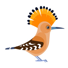 Eurasian Hoopoe or Common hoopoe, Upupa epops . Bird cartoon flat style beautiful character of ornithology, vector illustration isolated on white background © Bahauaddinbek
