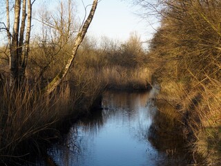Stream in the spring forest 