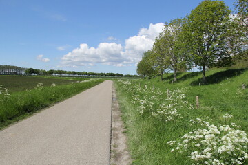 Fototapeta na wymiar a beautiful fresh green and blue polder landscape in zeeland, the netherlands in springtime with cow parsley in the verge of the road and a blue sky with clouds