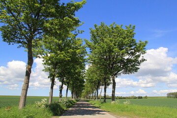 a beautiful dutch polder landscape in springtime with a road between green fields and a blue sky with clouds