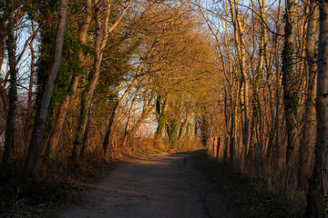 Obraz premium Der Weg in der Abendsonne 