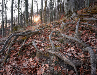 Forest illuminated by the early winter sun in Hungary	