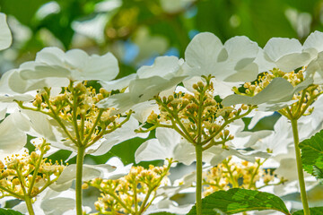White dogwood flowers blooming in forest in spring