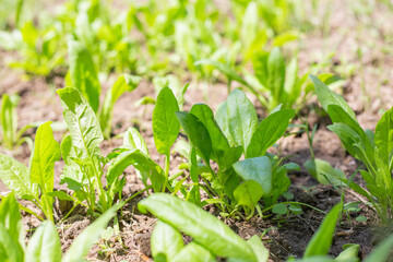 The young green leaves of the garden spinach plant grow in the beds in the ground. Useful vitamin vegetable greens
