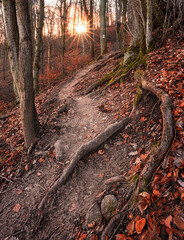 Forest illuminated by the early winter sun in Hungary	