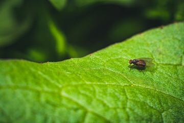 fly on leaf
