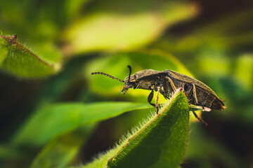 bug on a leaf