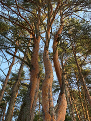 Obraz premium trees in the woods