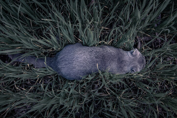 Cat playing in the grass. Cat hunts in the garden.	
